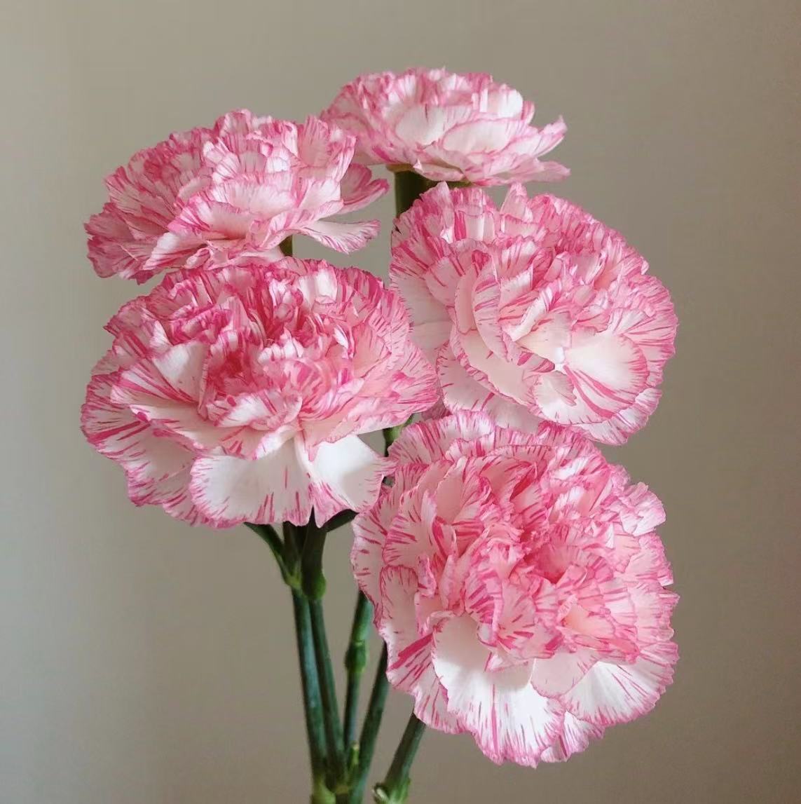 Carnation happy hour