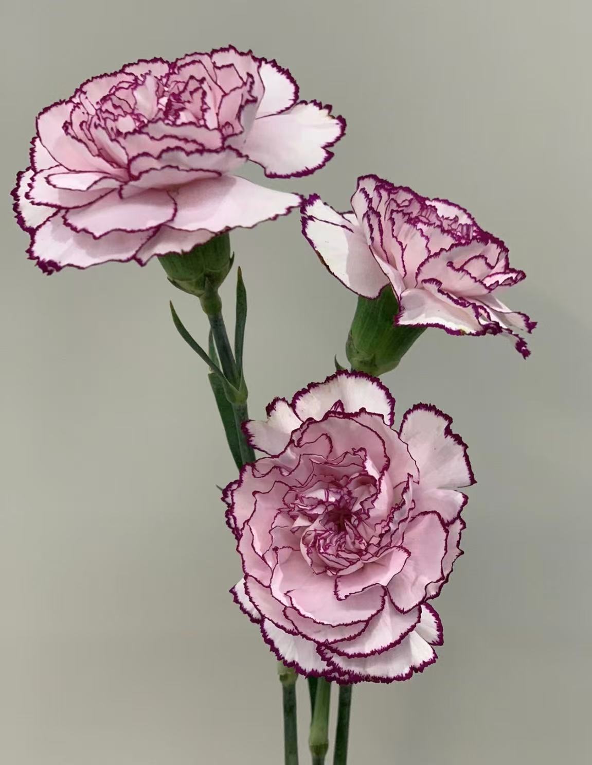 Carnation purple elf