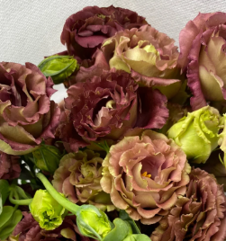 Eustoma wave brown