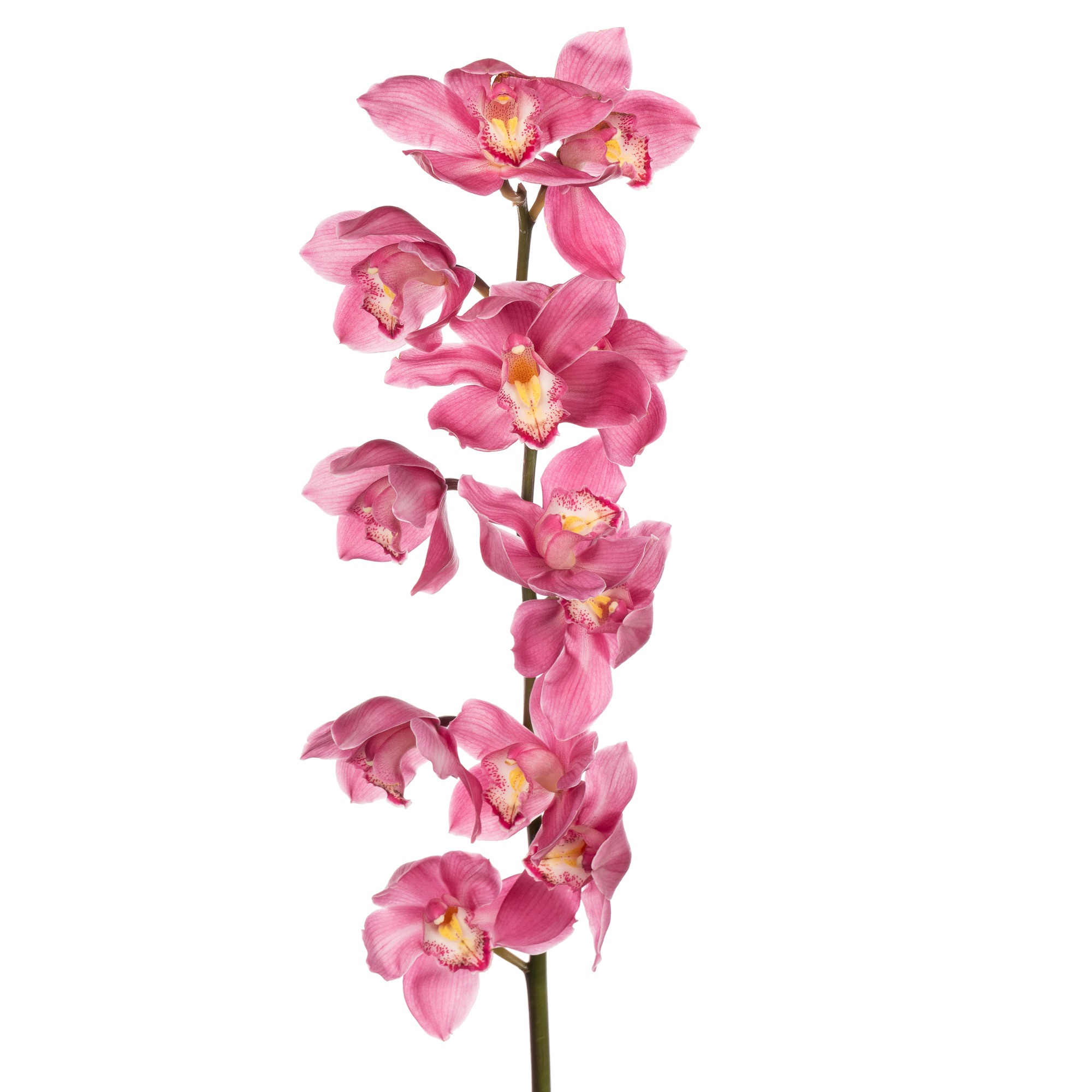 Цимбидиум пасифик сван в Москве