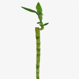 Бамбук вертикальный в Москве