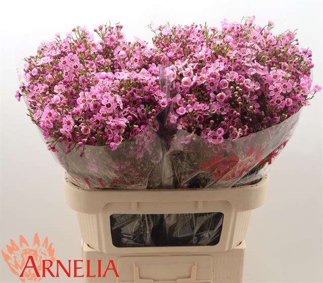 Chamelaucium niek's pride