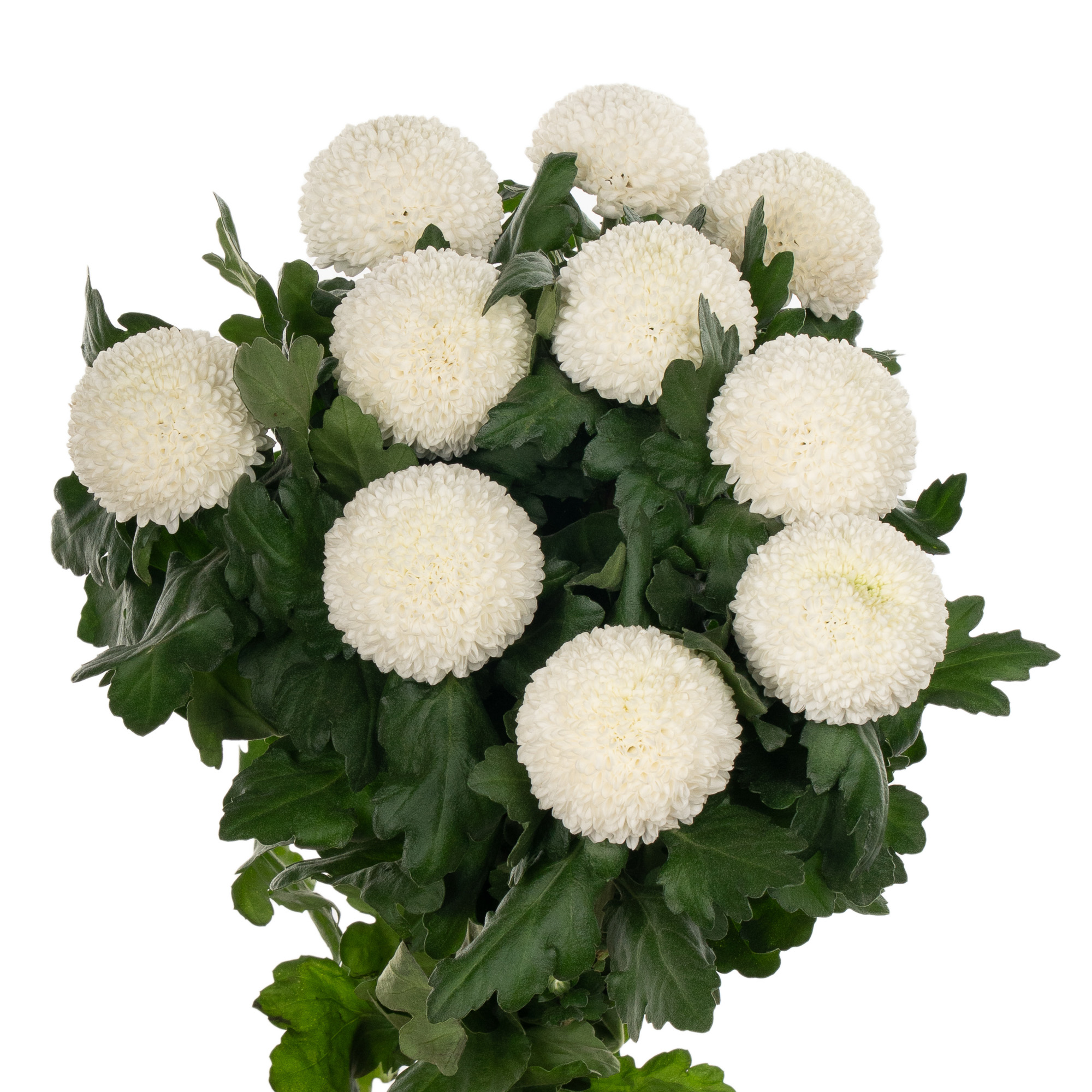 Chrysanthemum ping pong white
