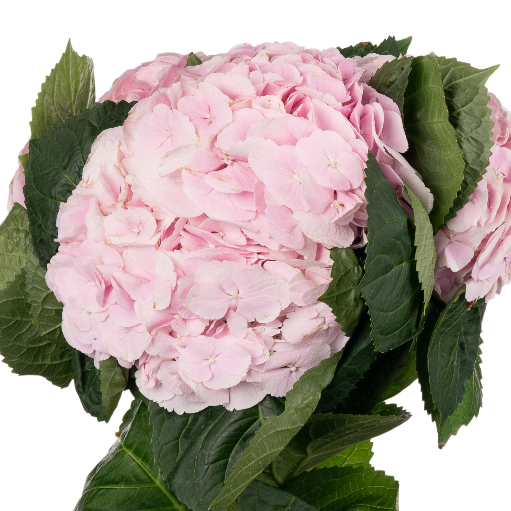 Hydrangea my beautiful matcha