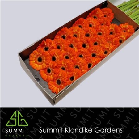 Gerbera Mini flamazing | Wholesale flowers, plants and supplies Gerbera Mini flamazing