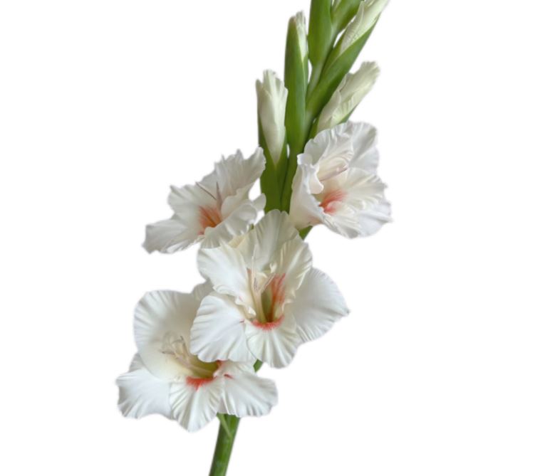 Gladiolus strawberry cream