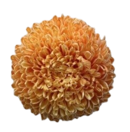 Chrysanthemum tinted orange