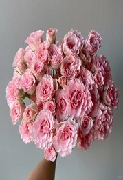 Роза куст мермейд принцесс