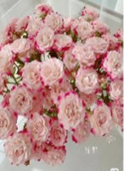 Роза куст рефракт в Москве