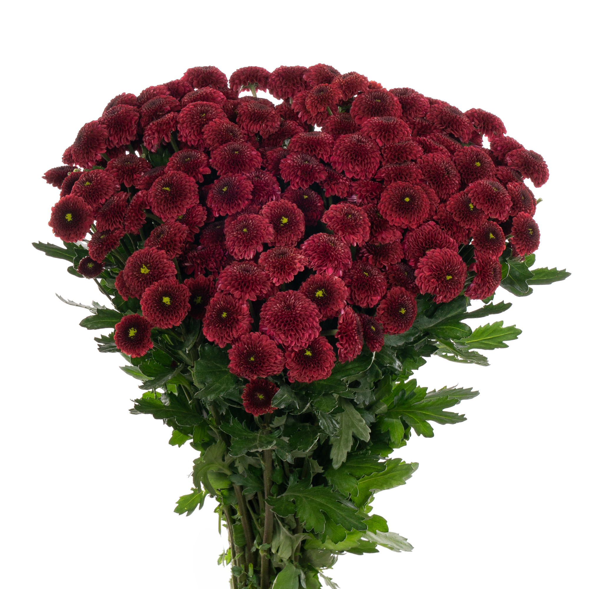 Chrysanthemum santini purpetta red