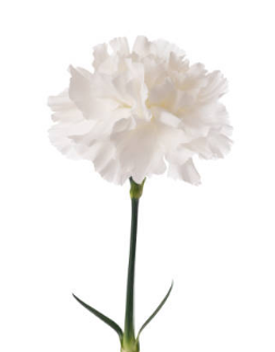 Carnation cristal pink