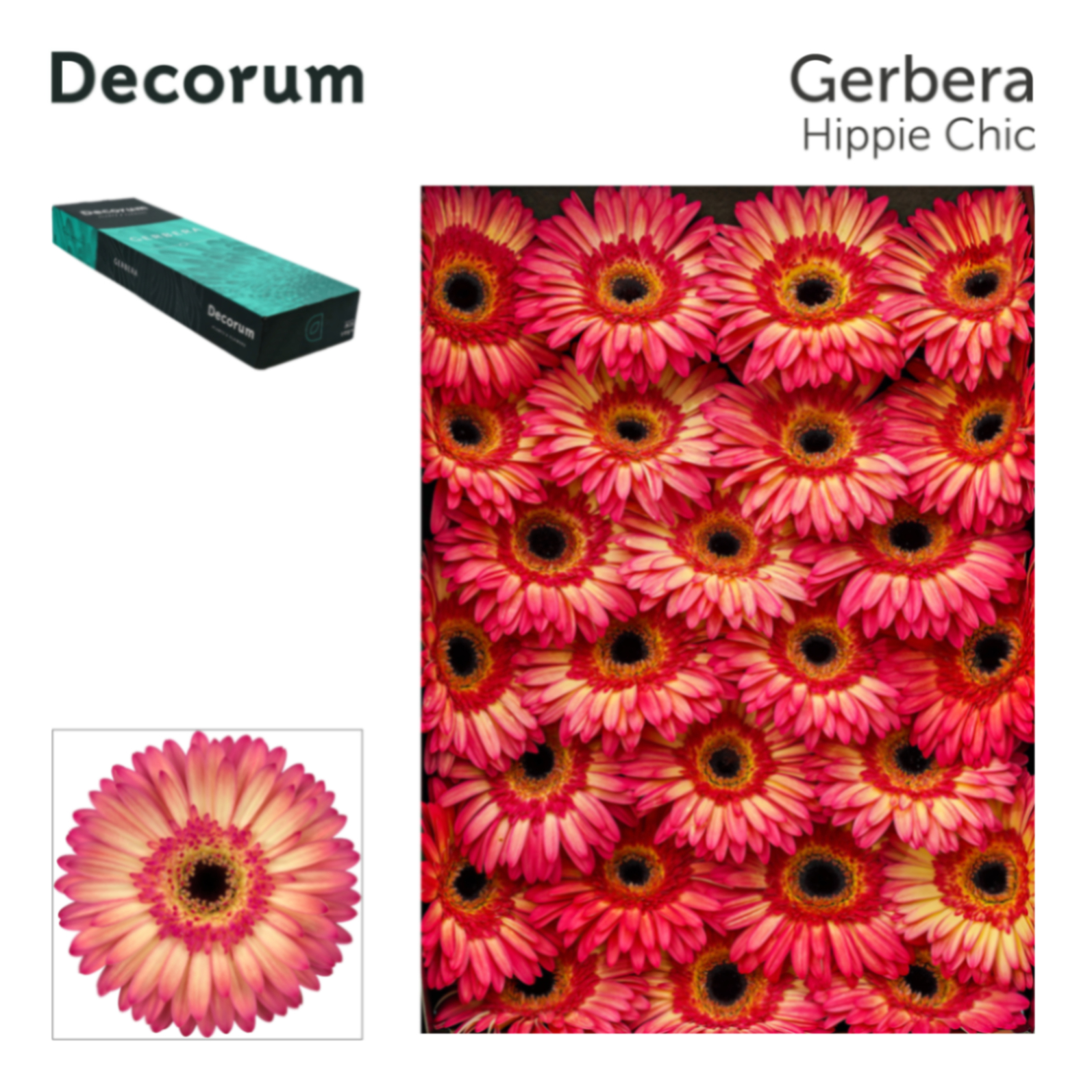 Гербера хиппи чик