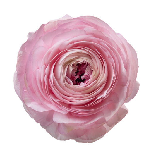 Ranunculus success blush