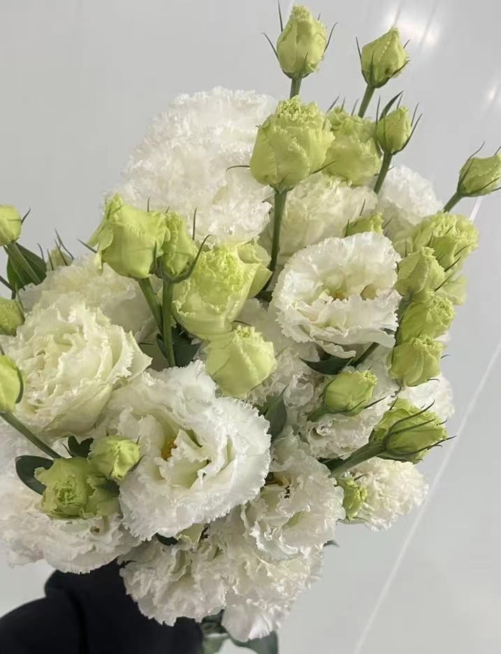 Eustoma double wavy white