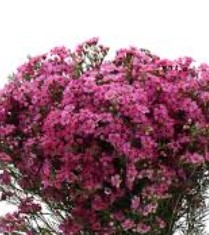 Хамелациум ксанаду в Санкт-Петербурге