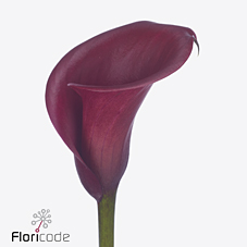 Zantedeschia red salsa