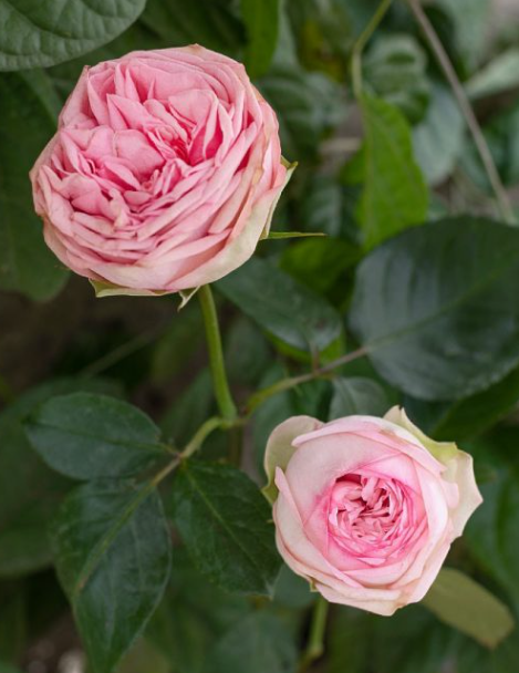 Роза дуо брайдал пиано в Новосибирске