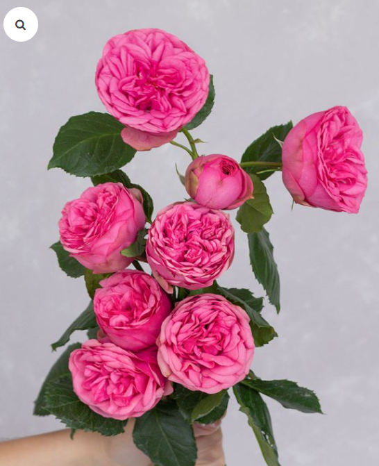 Роза дуо пинк пиано