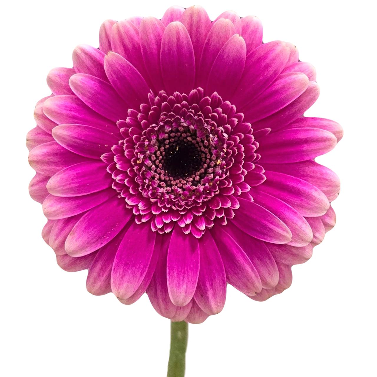 Гербера мини дизайн