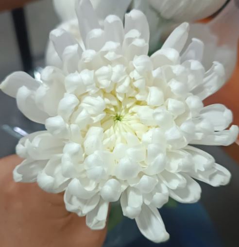 Chrysanthemum single tattoo