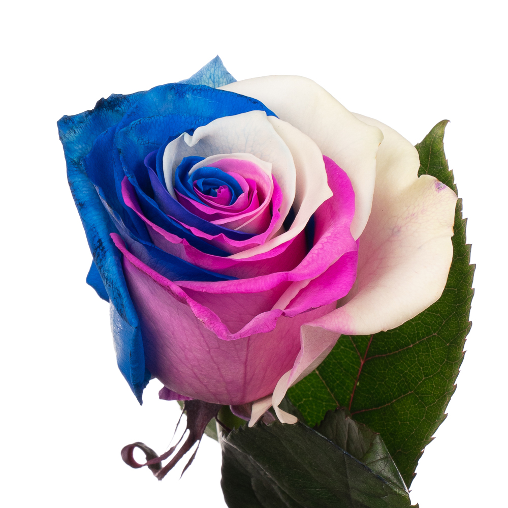 Роза краш. однг притти акварель в Новосибирске