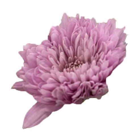 Хризантема однг лайт паудер