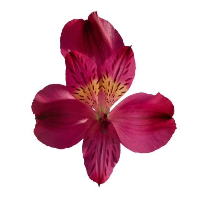 Альстромерия тестароса в Москве