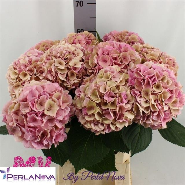 Hydrangea my heaven classic