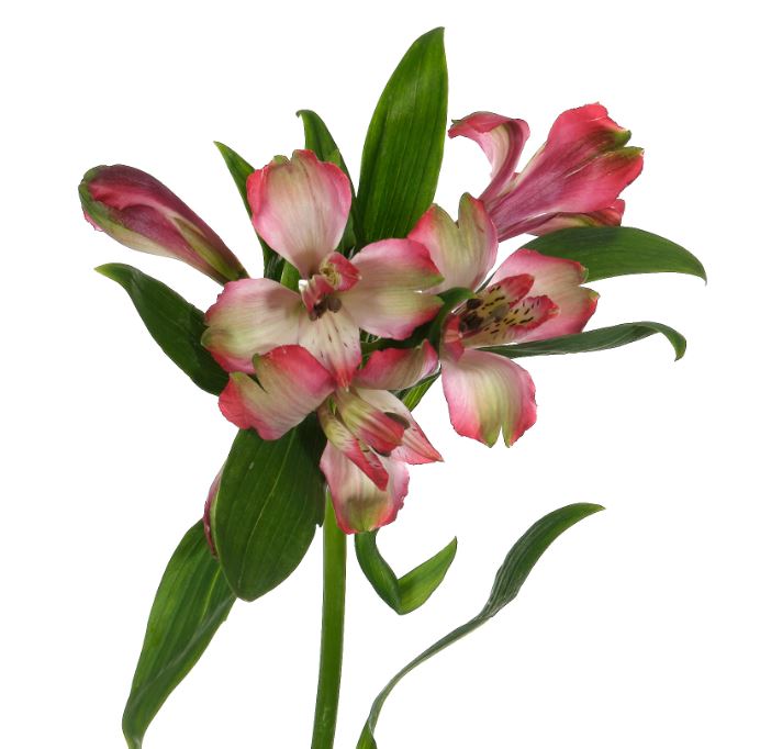 Альстромерия строберри сноу