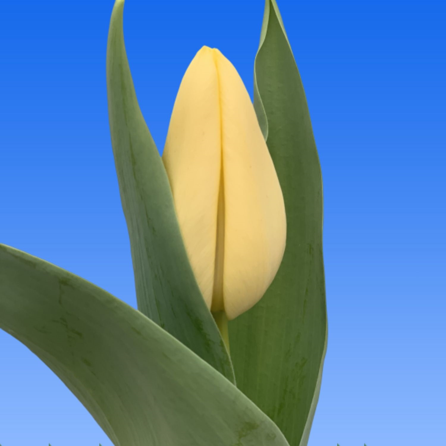 Тюльпан эн крем сайленс