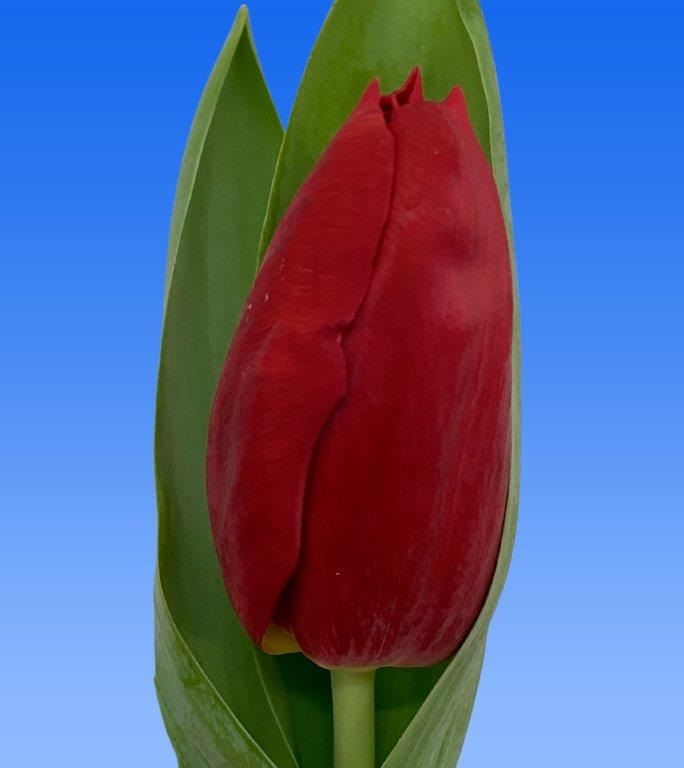 Tulip enkel dynamo