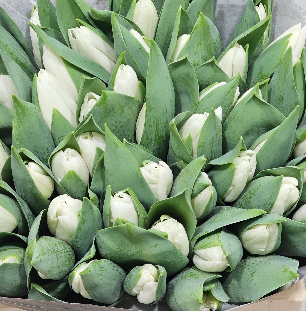 Тюльпан эн киршберг