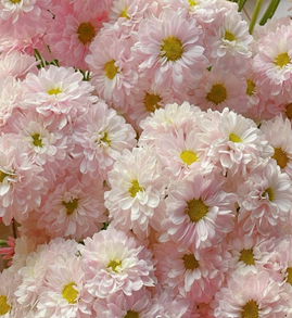 Chrysanthemum spray seoul