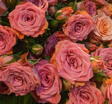 Роза куст бриллиант старс скорпио в Новосибирске