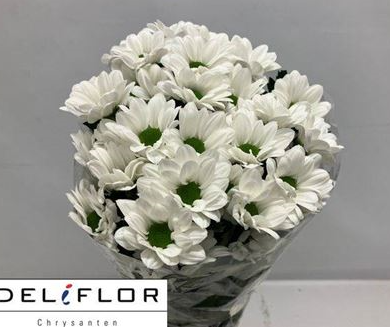 Chrysanthemum spray spartak