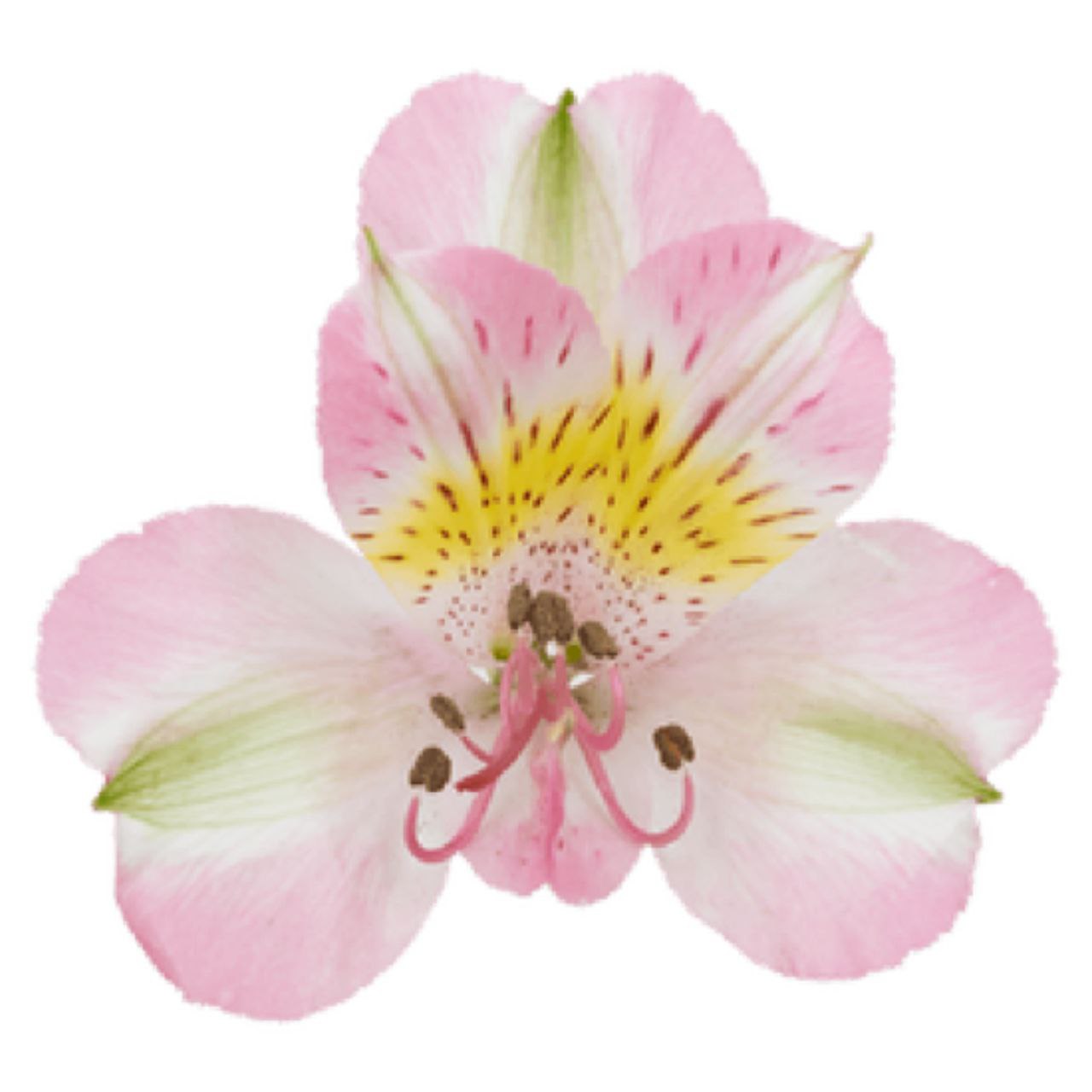 Альстромерия балерина