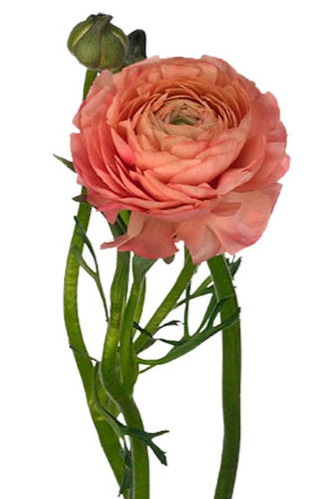 Ranunculus champagne