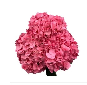 Гидрангия премиум софт пинк