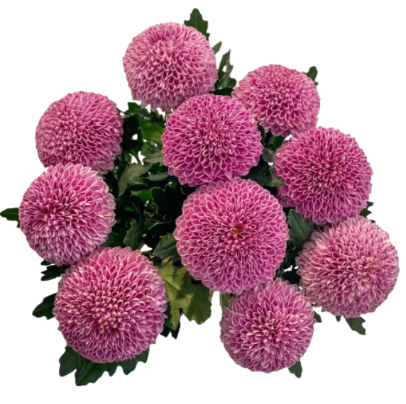 Chrysanthemum ping pong purple