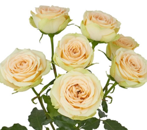 Роза куст каприкорн в Москве