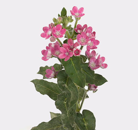 Оксипеталум пинк