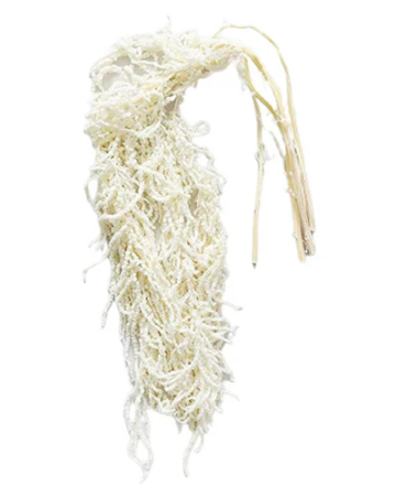 Amaranthus white