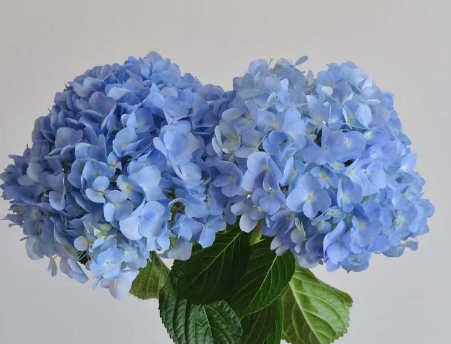 Hydrangea premium sea blue