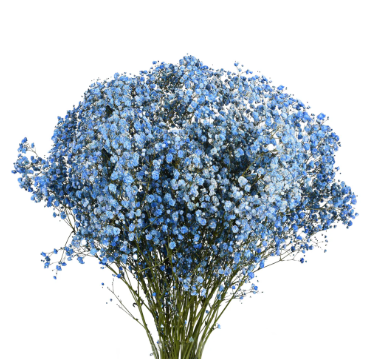 Гипсофила тинтед блу лейк блу