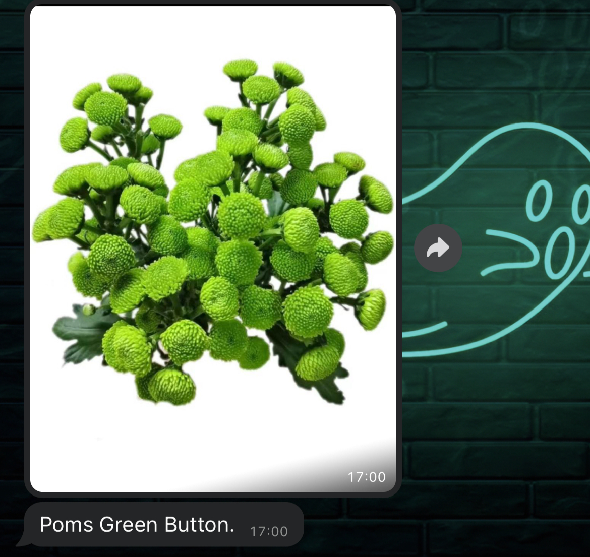 Хризантема куст грин буттон