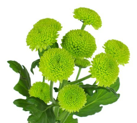 Chrysanthemum spray poms green button