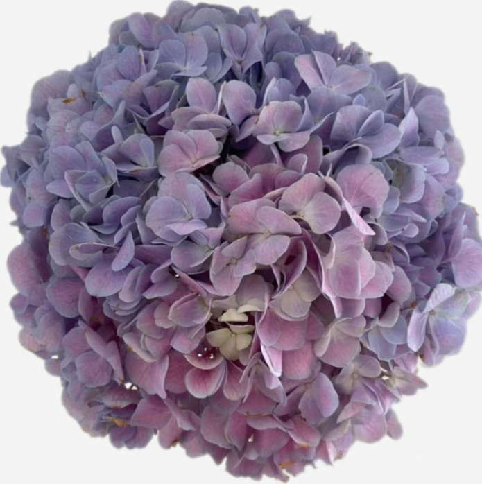 Hydrangea bicolor pink purple