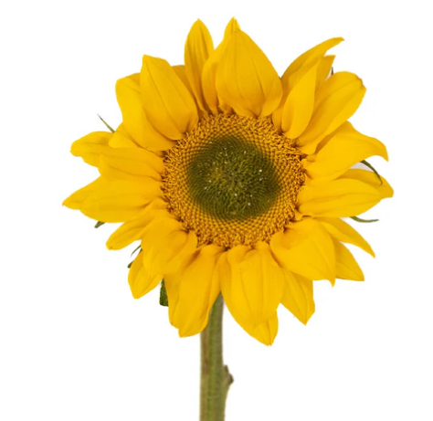 Helianthus yellow green center