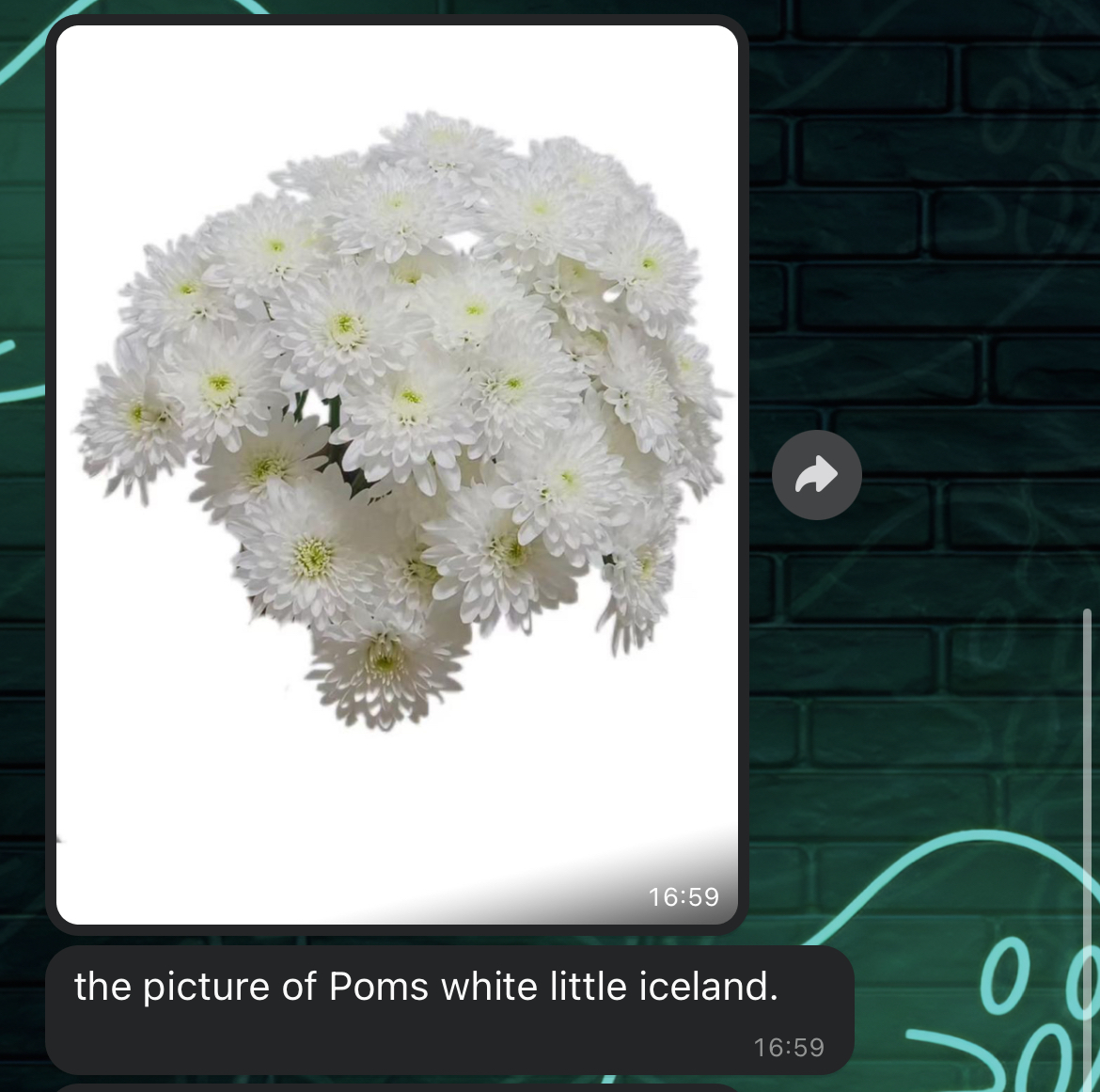 Хризантема куст помс вайт литтл айленд