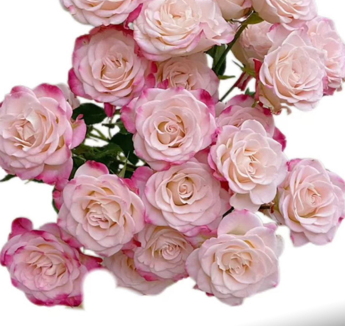 Роза тр рефрекшн баббл в Санкт-Петербурге